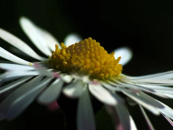 Schöne Blühende Blumen Natur Hintergrund — Stockfoto