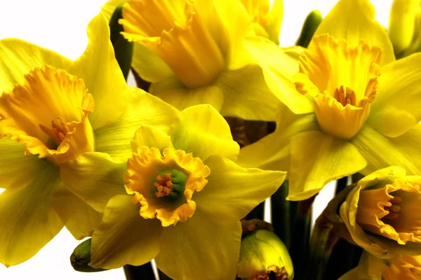 Krásné Narcisy Květiny Zahradní Květiny Flóra — Stock fotografie