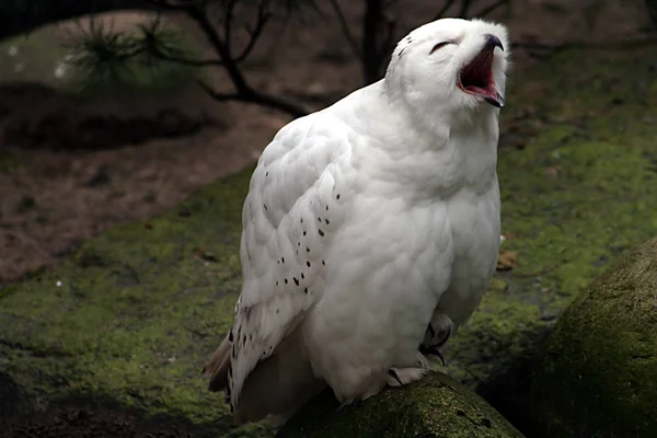 Pássaro Coruja Neve Penas Pássaro Branco — Fotografia de Stock
