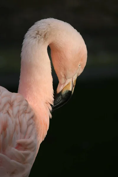 Grazial Bird Pink — Stock Photo, Image