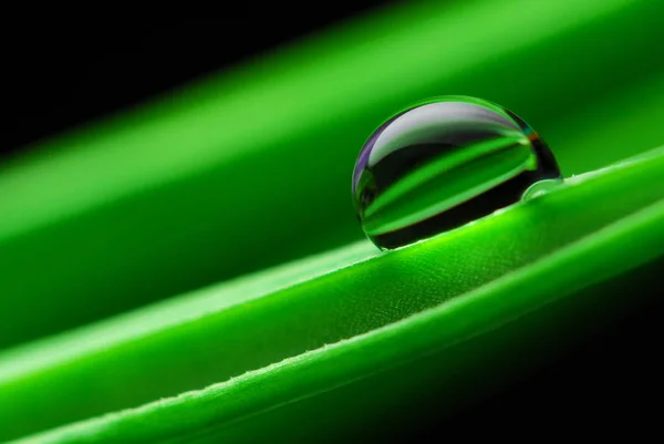 Wasserperle Auf Krokusblättern — Stockfoto