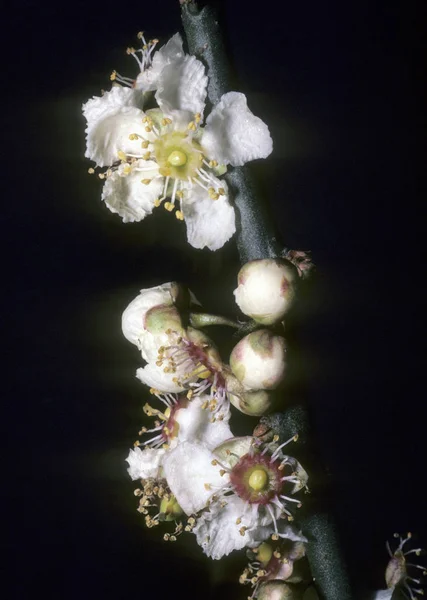 Mooi Botanisch Schot Natuurlijk Behang — Stockfoto