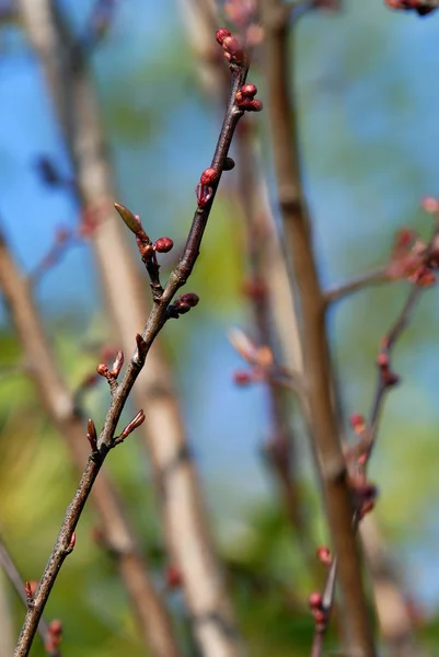 Zweig Eines Baumes Mit Einer Blume Frühling — Stockfoto