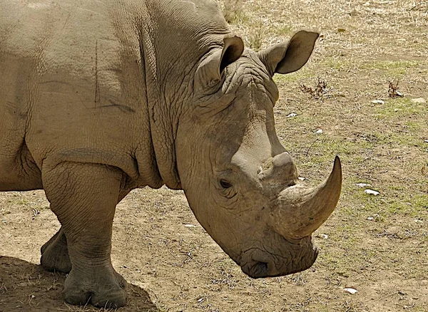 Африканское Животное Носорог Фауна — стоковое фото