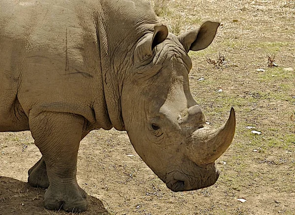 Afrikanska Djur Noshörning Varelse Fauna — Stockfoto