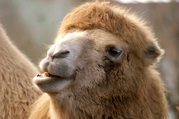 Camello Común Fauna Naturaleza —  Fotos de Stock