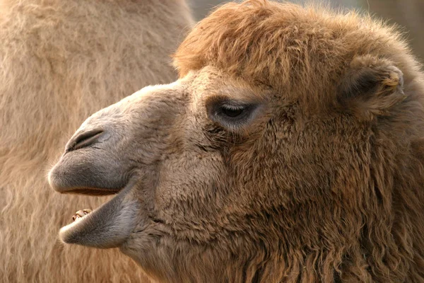 Camello Común Fauna Naturaleza —  Fotos de Stock