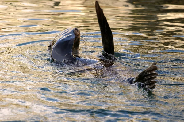 Zeehond Zeedier Zee — Stockfoto