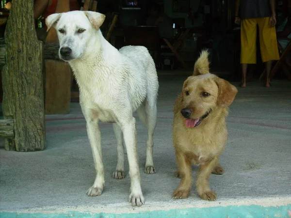 Visão Cênica Cão Cachorrinho Bonito — Fotografia de Stock