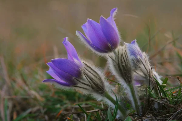 Trekt Lente Het Land Heeft Eerste Kuhschellen — Stockfoto