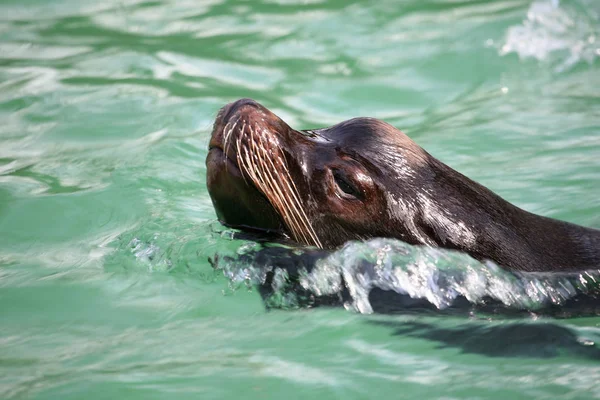 Fok Deniz Hayvanı Deniz Hayvanı — Stok fotoğraf