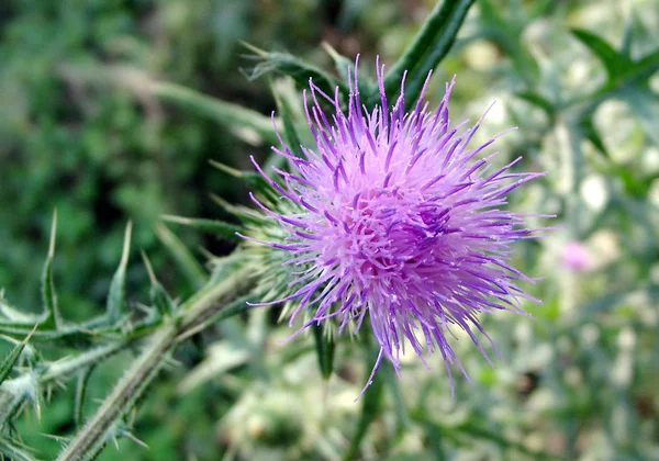 Krásný Botanický Záběr Přírodní Tapety — Stock fotografie