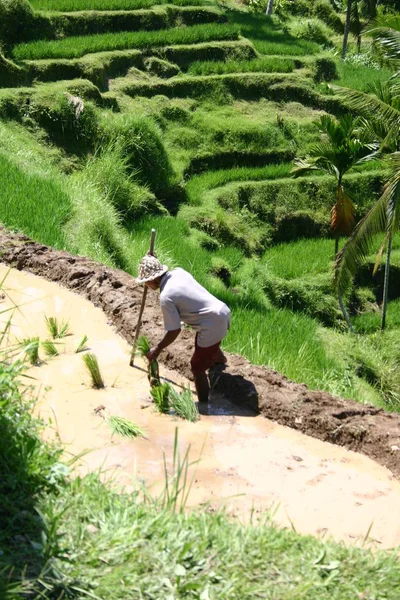 Worker Rice Field — Stock Photo, Image