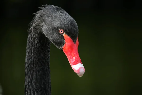 Retrato Cisne Preto — Fotografia de Stock