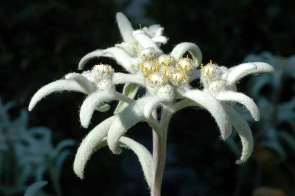 Λευκά Πέταλα Αγριολούλουδων Edelweiss — Φωτογραφία Αρχείου