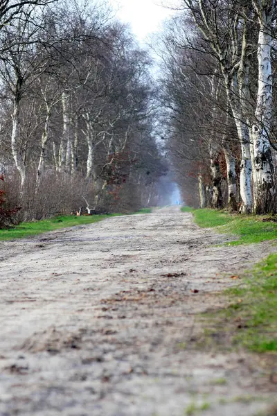 Malowniczy Widok Scenę Przyrodniczą — Zdjęcie stockowe