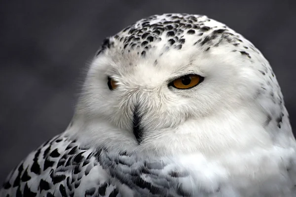 Búho Nieve Pájaro Plumas Ave Blanca — Foto de Stock