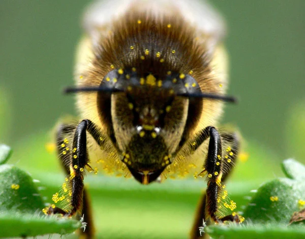 Close Bug Natureza Selvagem — Fotografia de Stock