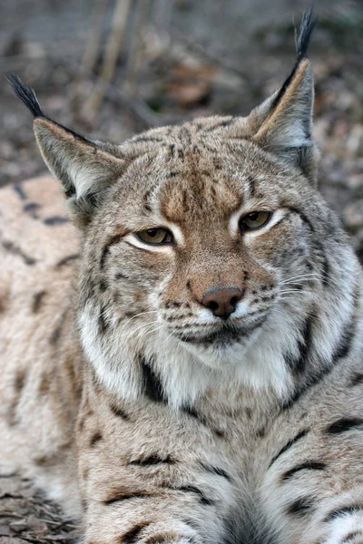 Lynx Wild Animal Nature Big Cat — Stock Photo, Image