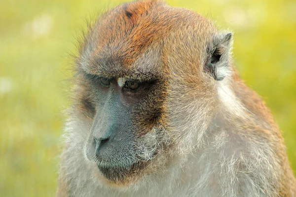 Närbild Djur Zoo — Stockfoto