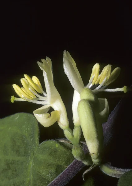 Trópusi Zöld Növény Zamatos Kaktuszok — Stock Fotó