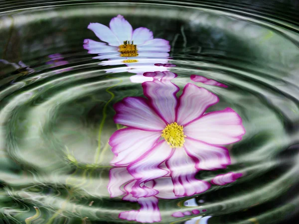 Vattenflora Blommor Vattenspegel — Stockfoto