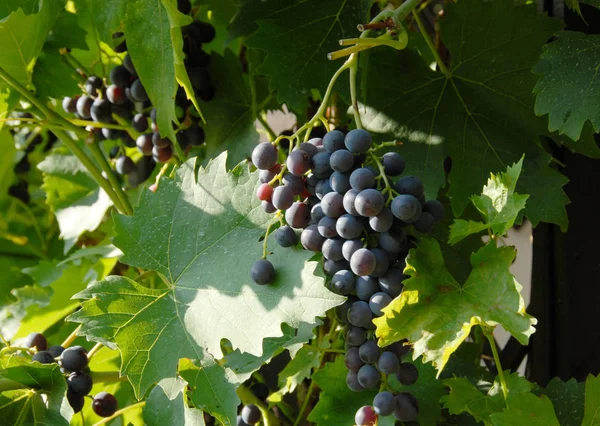Viñas Uvas Que Crecen Sobre Árbol Frutas Plantas Frutales — Foto de Stock