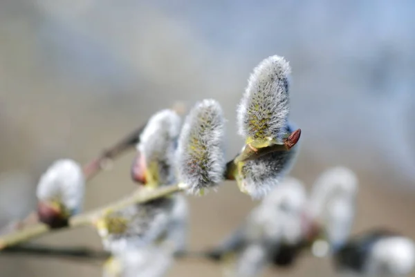 Vårblommor Grenarna Vide — Stockfoto