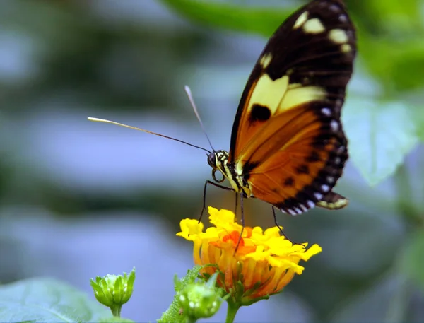 Nahaufnahme Von Schönen Bunten Schmetterling — Stockfoto