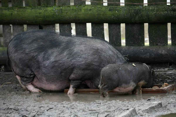쇠고랑을 굶주린 돼지들 — 스톡 사진