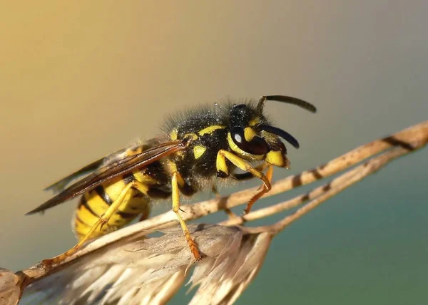 Ein Anderes Foto Einer Wespe Wird Gleiches Hoffen Lassen — Stockfoto