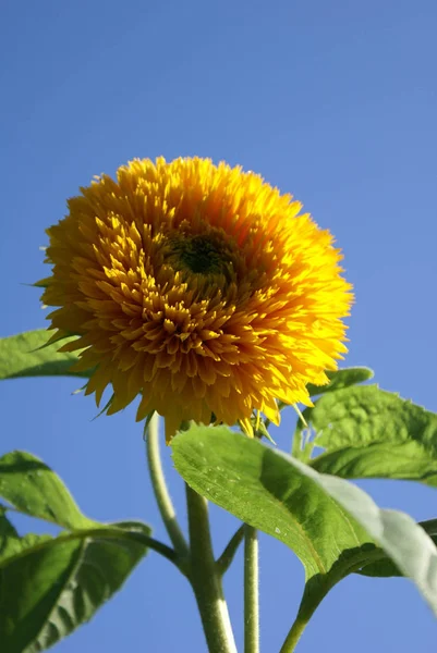 Sonnenblume Nahaufnahme — Stockfoto