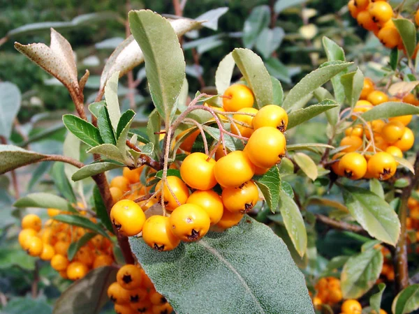 Baies Orange Mûres Jaunes Vertes Sur Arbre — Photo