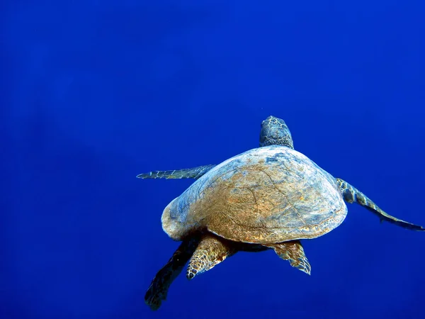 Tropical Turtle Animal Nature Fauna — Stock Photo, Image