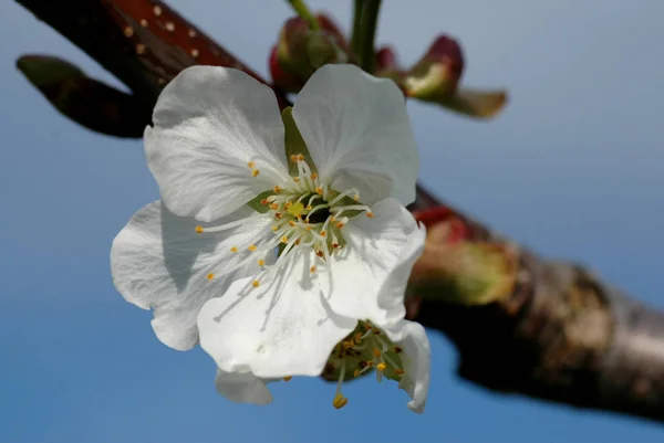 Sakura Träd Blommor Vår Flora — Stockfoto