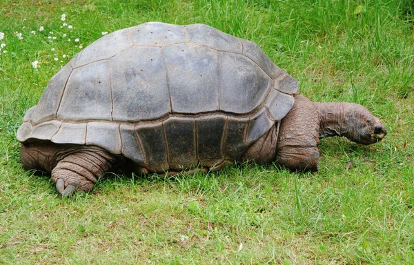 Sköldpaddsreptil Djurvarelse — Stockfoto