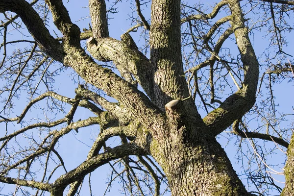 Albero Pero — Foto Stock