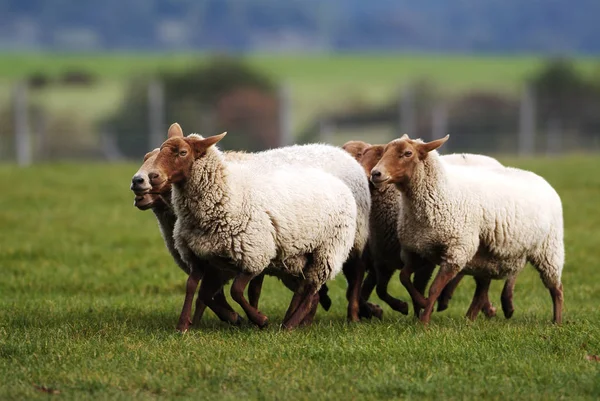 羊在牧场上奔跑 — 图库照片