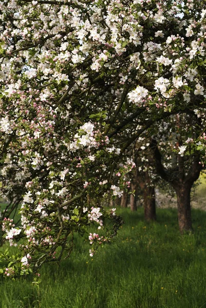 Cseresznyefa Virágok Nemzés — Stock Fotó