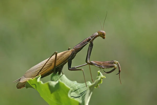 Mantis Oratoria Error Insectos — Foto de Stock
