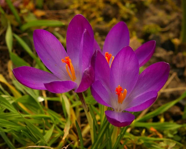 Meadow Crocuses Spring Flowers Petals — Stock Photo, Image