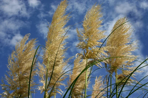 Cannucce Nel Vento — Foto Stock