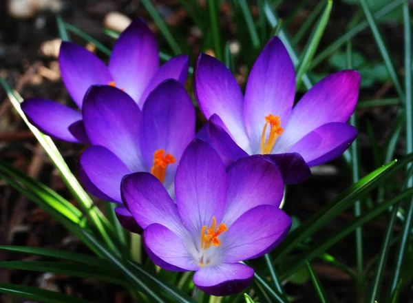 Primera Primavera Flores Azafrán —  Fotos de Stock