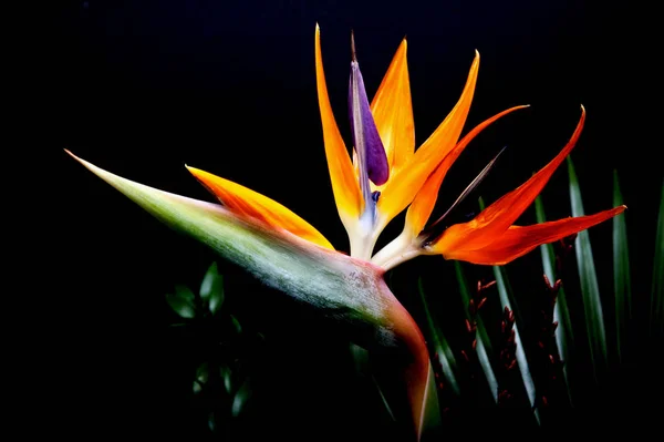 Tão Sábios Que Esqueceram Dizer Floricultura Sua Confiança — Fotografia de Stock