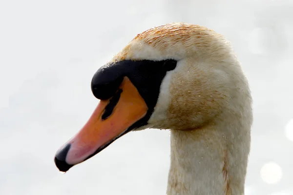 Scenic View Majestic Swan Nature — Stock Photo, Image