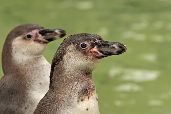 Κλείσιμο Των Πιγκουίνων Humboldt — Φωτογραφία Αρχείου