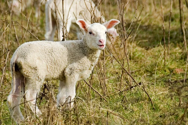 Young Animals Selective Focus — Stock Photo, Image