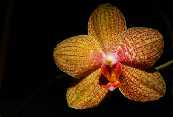 Bella Pianta Del Fiore Del Orchid Petali Della Flora — Foto Stock