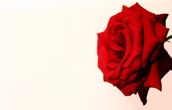 玫瑰在略带迷迭香的背景上是最自由的 Canon 30D — 图库照片