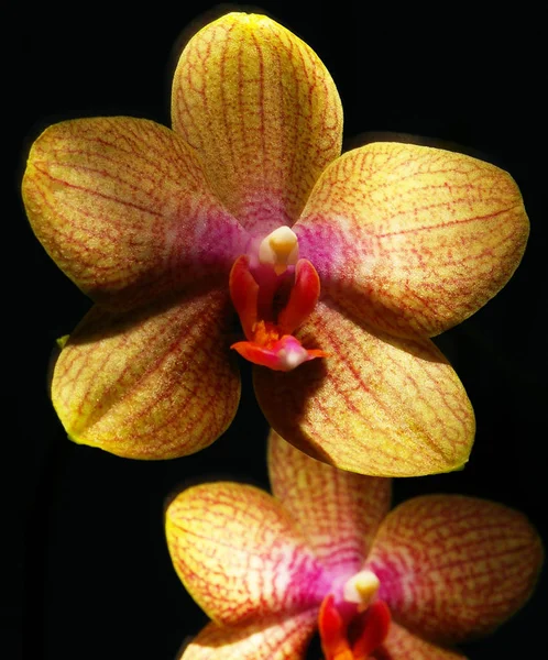 Güzel Orkide Çiçekleri Çiçek Yaprakları — Stok fotoğraf